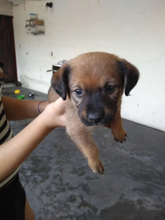 Cachorro raça Sem raça definida idade 2 a 6 meses nome Klovinho, Gorete, Ro