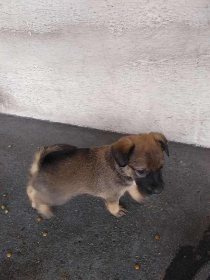 Cachorro raça Sem raça definida idade 2 a 6 meses nome Klovinho, Gorete, Ro