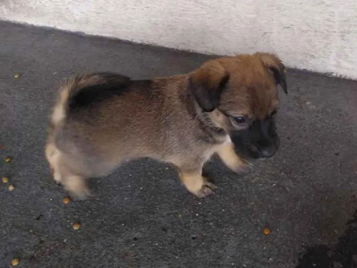 Cachorro raça Sem raça definida idade 2 a 6 meses nome Klovinho, Gorete, Ro