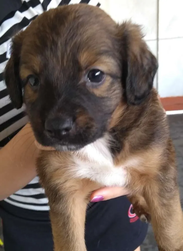 Cachorro raça Sem raça definida idade 2 a 6 meses nome Klovinho, Gorete, Ro