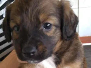 Cachorro raça Sem raça definida idade 2 a 6 meses nome Klovinho, Gorete, Ro
