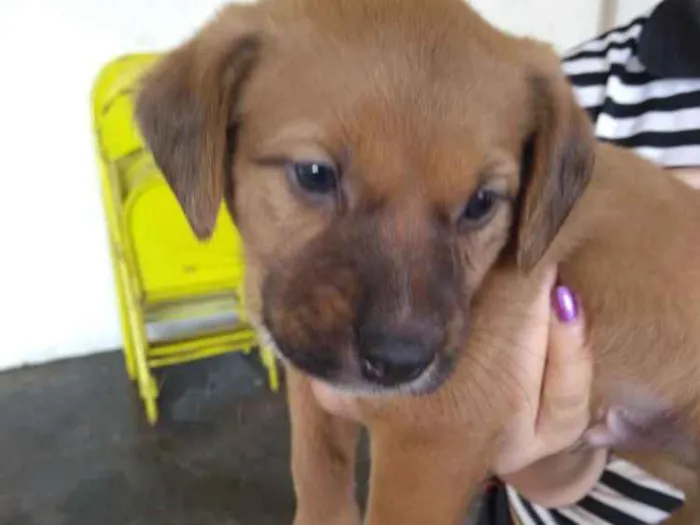 Cachorro raça Sem raça definida idade 2 a 6 meses nome Klovinho, Gorete, Ro