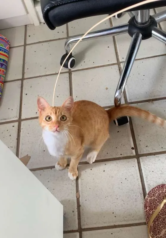 Gato ra a SRD idade 2 a 6 meses nome Izzy