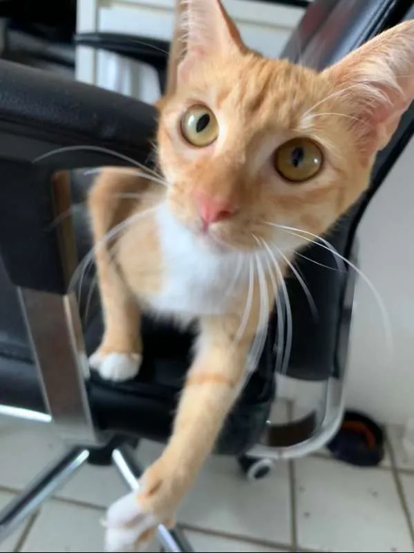 Gato ra a SRD idade 2 a 6 meses nome Izzy