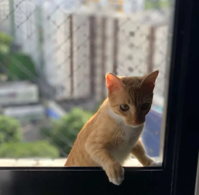 Gato ra a SRD idade 2 a 6 meses nome Izzy