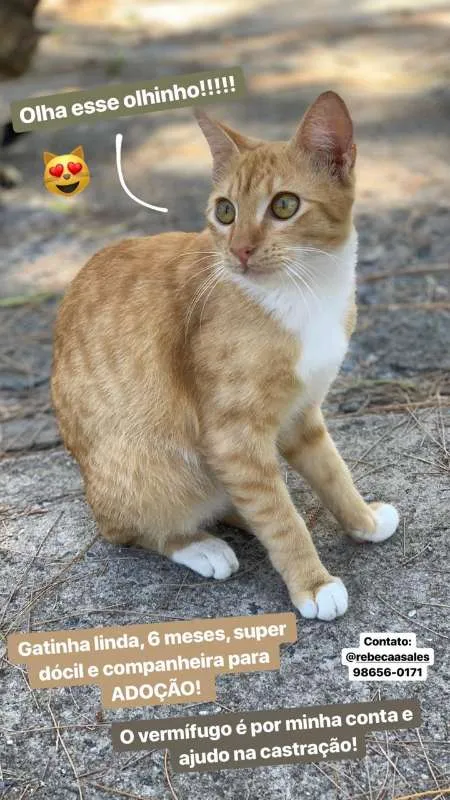 Gato ra a SRD idade 2 a 6 meses nome Izzy