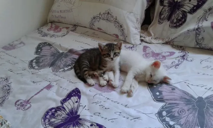 Gato ra a  idade  nome Não coloquei nome