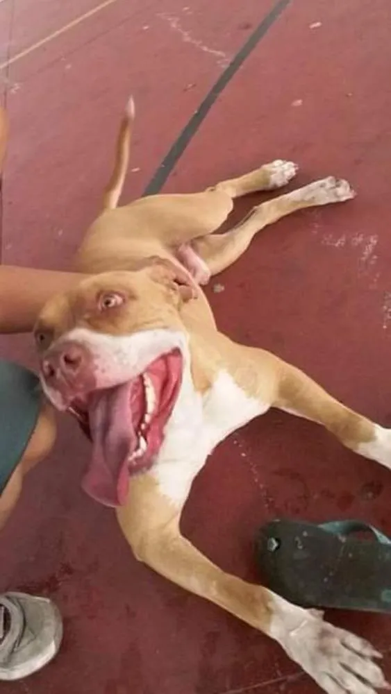 Cachorro ra a Pitbull  idade 5 anos nome Bruce 
