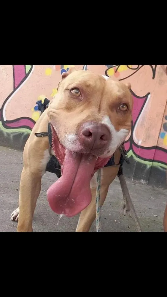 Cachorro ra a Pitbull  idade 5 anos nome Bruce 