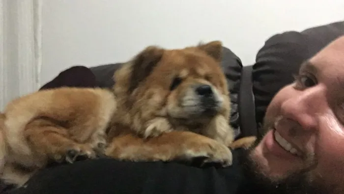 Cachorro raça Chow Chow  idade 5 anos nome Rubi
