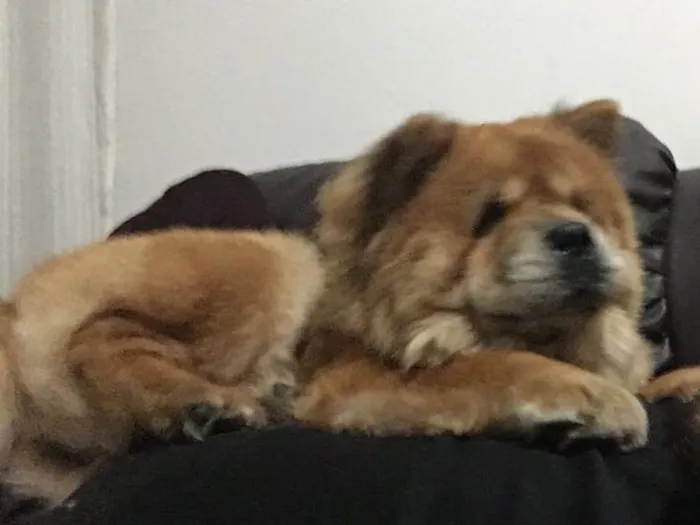 Cachorro raça Chow Chow  idade 5 anos nome Rubi