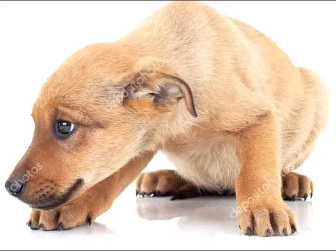 Cachorro ra a indefinida idade 2 a 6 meses nome safira
