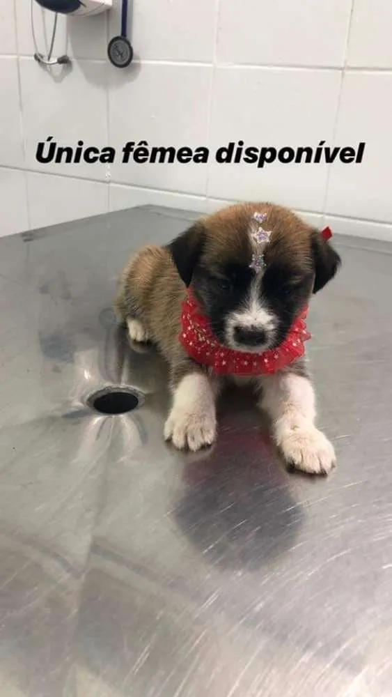 Cachorro ra a vira latas idade Abaixo de 2 meses nome Bebezinhos