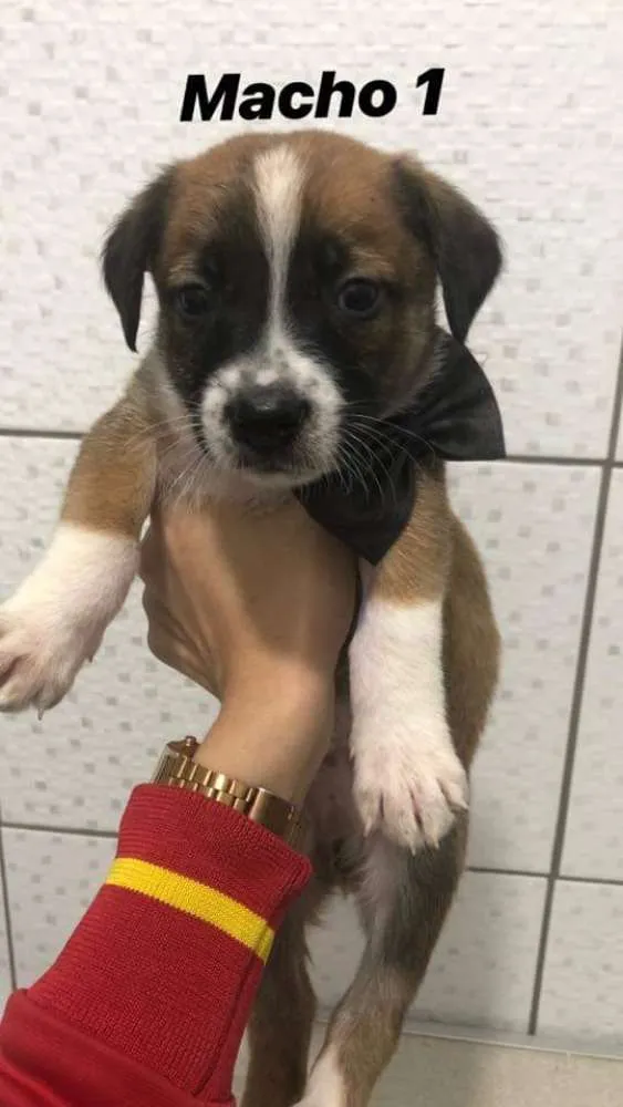 Cachorro ra a vira latas idade Abaixo de 2 meses nome Bebezinhos