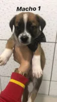 Bebezinhos