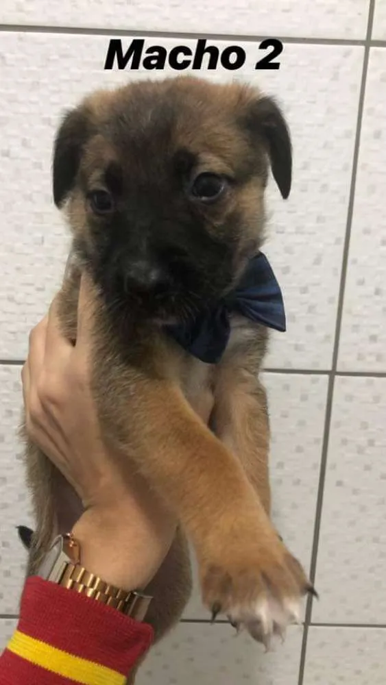 Cachorro ra a vira latas idade Abaixo de 2 meses nome Bebezinhos