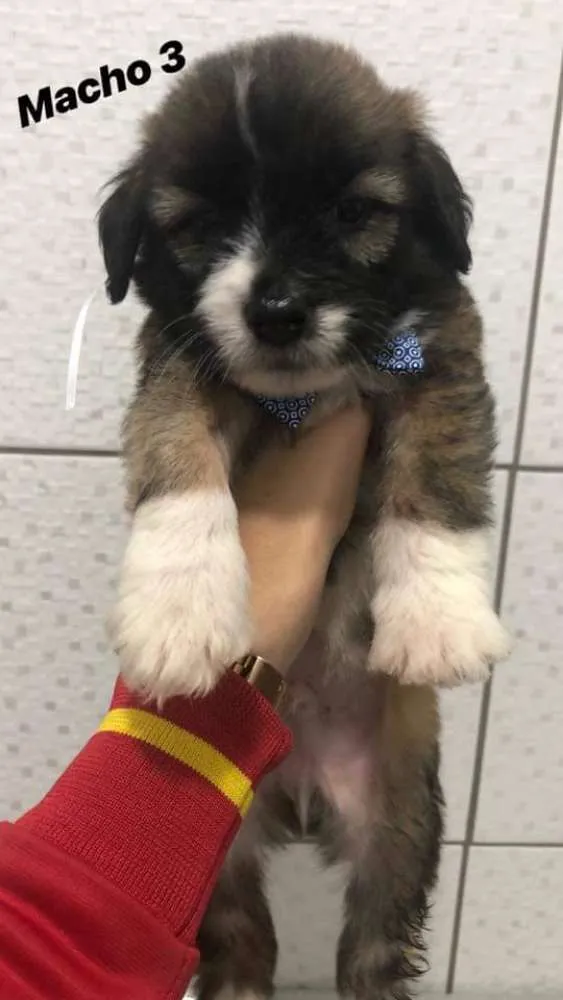 Cachorro ra a vira latas idade Abaixo de 2 meses nome Bebezinhos
