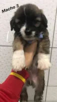 Bebezinhos