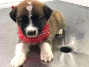 Cachorro raça vira latas idade Abaixo de 2 meses nome Bebezinhos