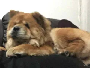 Cachorro raça Chow Chow  idade 5 anos nome Rubi