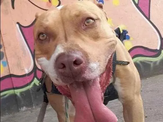 Cachorro ra a Pitbull  idade 5 anos nome Bruce 
