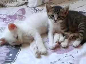Gato raça  idade  nome Não coloquei nome