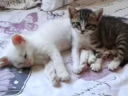 Gato ra a  idade  nome Não coloquei nome
