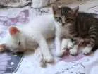 Gato raça  idade  nome Não coloquei nome