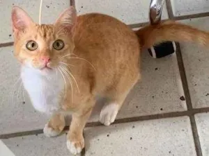 Gato raça SRD idade 2 a 6 meses nome Izzy