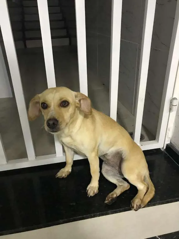 Cachorro ra a MISTA idade 7 a 11 meses nome PANDORA