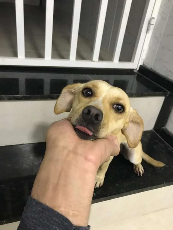 Cachorro ra a MISTA idade 7 a 11 meses nome PANDORA