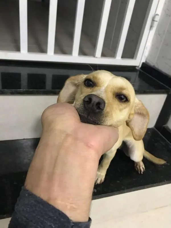 Cachorro ra a MISTA idade 7 a 11 meses nome PANDORA