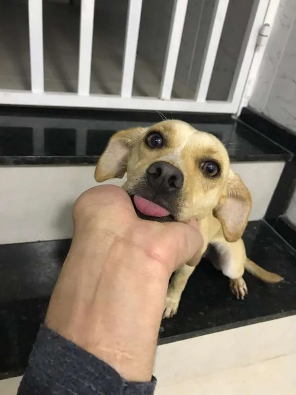 Cachorro ra a MISTA idade 7 a 11 meses nome PANDORA