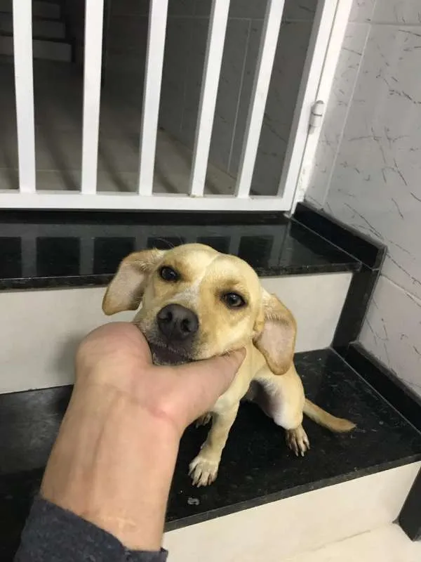 Cachorro ra a MISTA idade 7 a 11 meses nome PANDORA