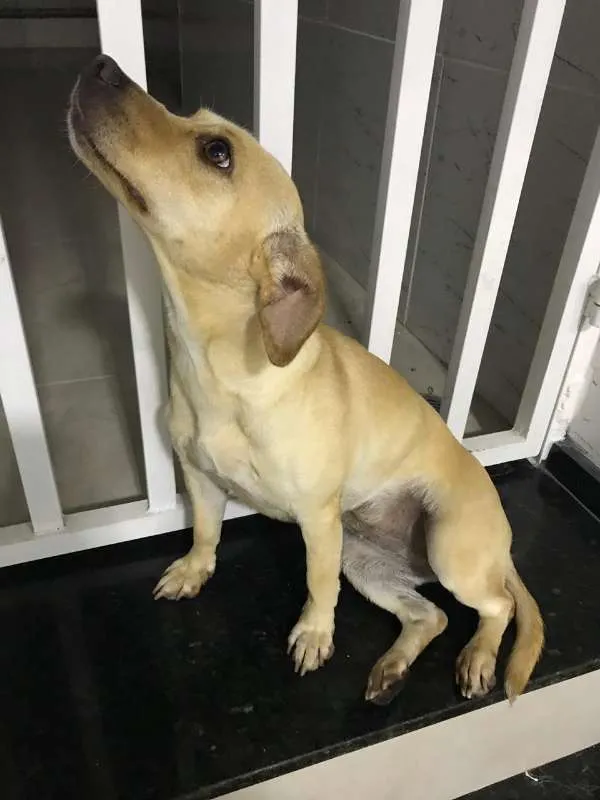 Cachorro ra a MISTA idade 7 a 11 meses nome PANDORA