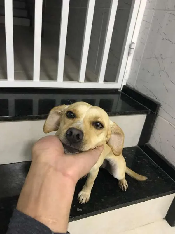 Cachorro ra a MISTA idade 7 a 11 meses nome PANDORA