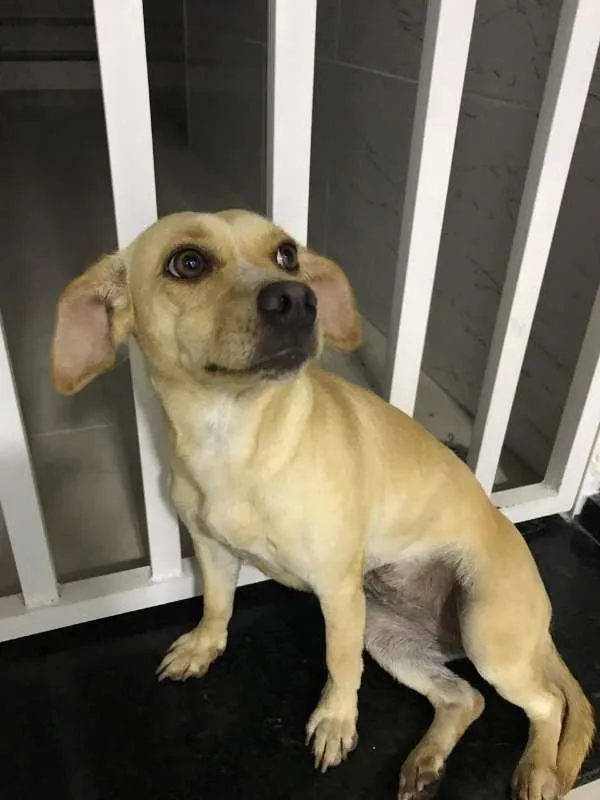 Cachorro ra a MISTA idade 7 a 11 meses nome PANDORA