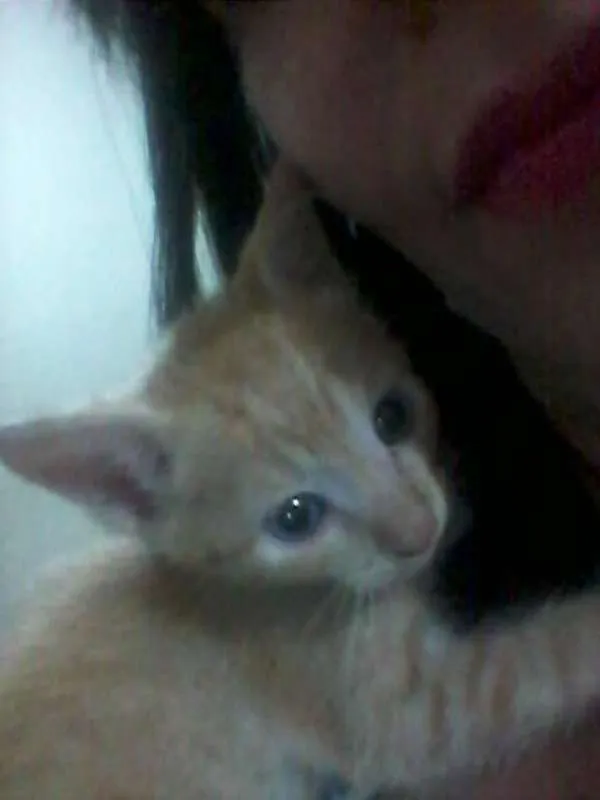 Gato raça sem raça definida idade 2 a 6 meses nome não tem