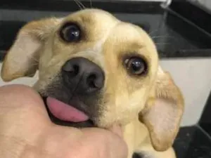 Cachorro raça MISTA idade 7 a 11 meses nome PANDORA