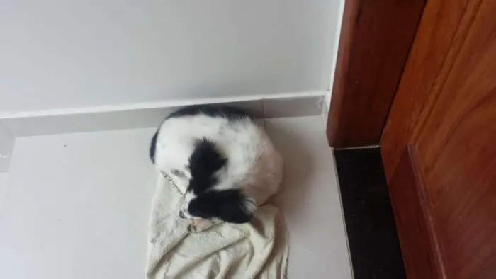 Cachorro raça Mestico idade 2 a 6 meses nome Ainda não foi posto