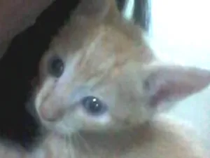 Gato raça sem raça definida idade 2 a 6 meses nome não tem