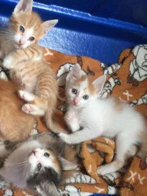 Gato raça SRD idade Abaixo de 2 meses nome Lindos gatinhos