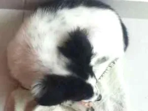 Cachorro raça Mestico idade 2 a 6 meses nome Ainda não foi posto