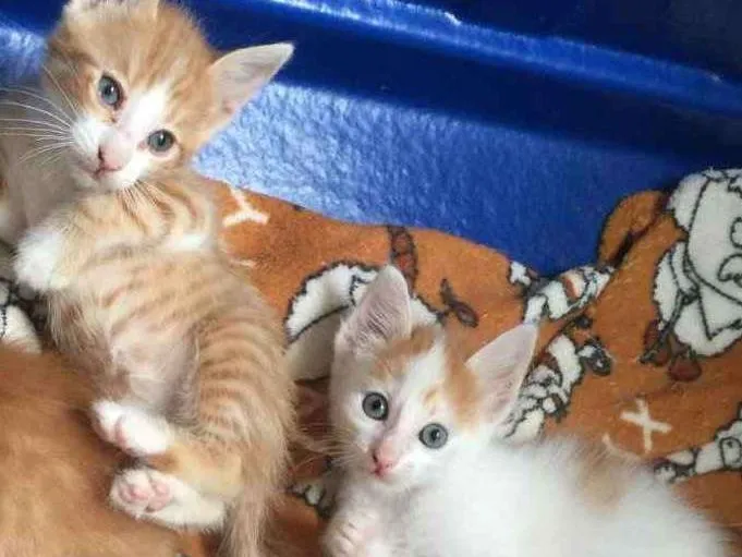 Gato ra a SRD idade Abaixo de 2 meses nome Lindos gatinhos