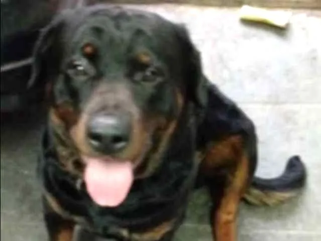 Cachorro ra a Rottweiler idade  nome R2-Freguesia do Ó-sp