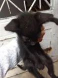 Pantera