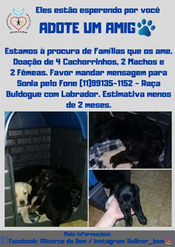 Cachorro ra a Buldogue com labrador idade Abaixo de 2 meses nome Adote