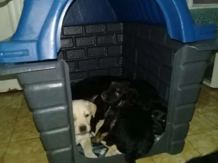 Cachorro ra a Buldogue com labrador idade Abaixo de 2 meses nome Adote
