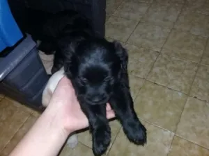 Cachorro raça Buldogue com labrador idade Abaixo de 2 meses nome Adote