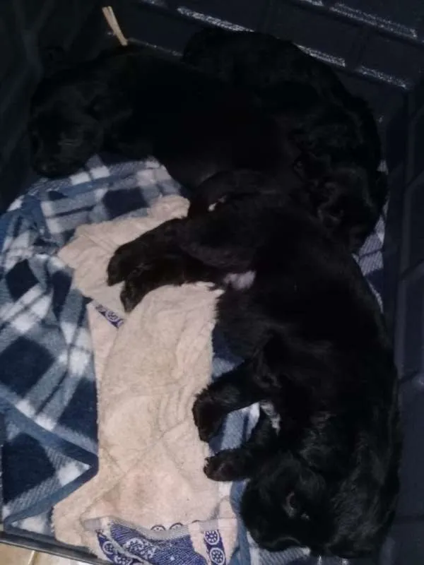 Cachorro ra a Buldogue com labrador idade Abaixo de 2 meses nome Adote